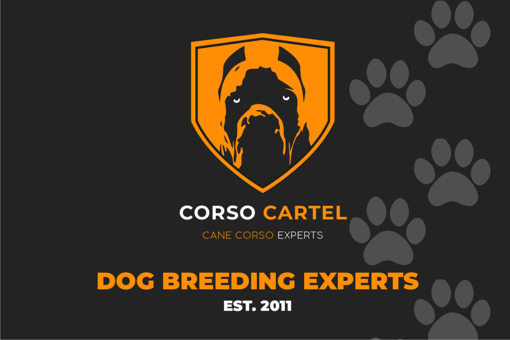 CorsoCartel Banner
